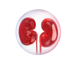 Kidney Banner