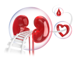 Kidney Heart and Blood Drop