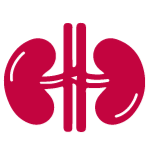 Kidney Icon