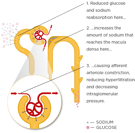 invokana benefits on renal